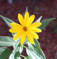 yellow flower in the garden