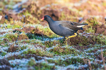 Common Moorhen, Gallinula chloropus on Marshes shrouded in frost, Devon, England