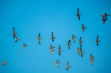 Brent Goose, Branta bernicla in flight, Devon, England