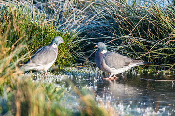 Common Wood Pigeon, Columba palumbus on Marshes shrouded in frost at sunrise, Devon, England