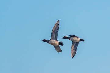 Eurasian Wigeon, Mareca penelope birds in flight, Devon, England