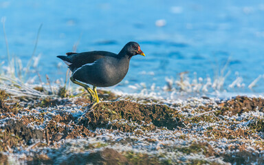 Common Moorhen, Gallinula chloropus on Marshes shrouded in frost, Devon, England