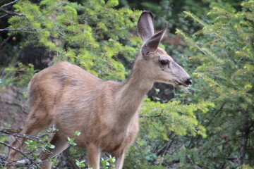 deer in the forest