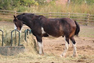 foal in the field