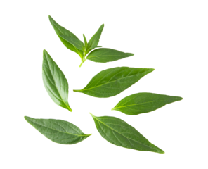Kariyat or Andrographis paniculata  green leaves isolated on a white background