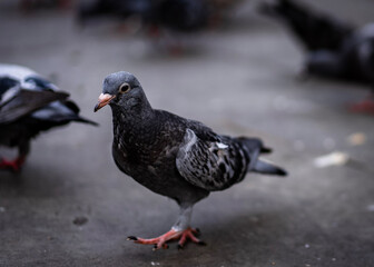 pigeons on the sidewalk