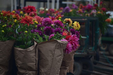 Wholesale Flowers
