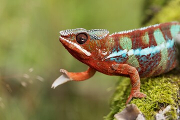 Furcifer pardalis, Panther chameleon, Chameleon pardálí, The panther chameleon (Furcifer pardalis) is a species of chameleon found in the eastern and northern parts of Madagascar in a tropical