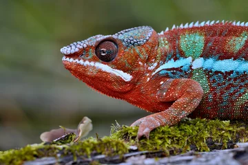 Fototapeten Furcifer pardalis, Panther chameleon, Chameleon pardálí, The panther chameleon (Furcifer pardalis) is a species of chameleon found in the eastern and northern parts of Madagascar in a tropical © Miroslav