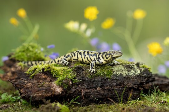 Ambystoma tigrinum, Tiger salamander, Axolotl tygrovaný, one of the largest terrestrial salamanders in North America.