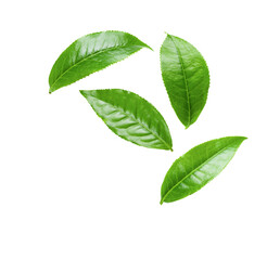 Green tea leaf on transparent png