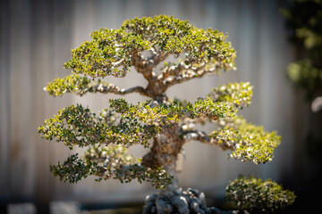 Bonsai