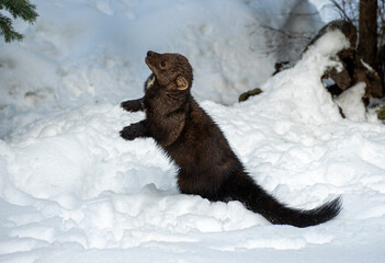 Obraz premium Fisher in Winter