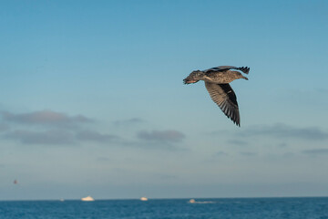 seagull in flight