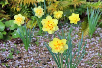 Fototapeta premium daffodils in the garden