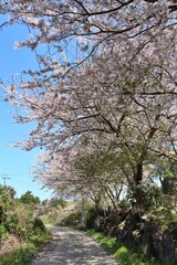 blossom in spring