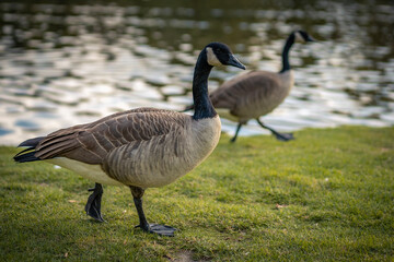 Fototapeta premium country goose by the pond