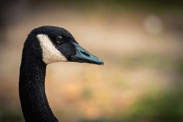 up closes portrait of a goose at the park