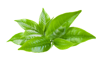 green tea leaf on transparent png