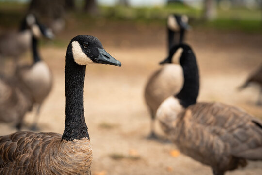 geese in the park