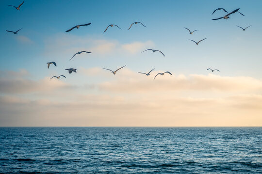 seagulls flying over ocean 