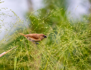 Scaly munia