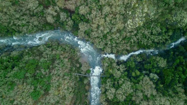 differents rivers merge into one in the middle of the forest
