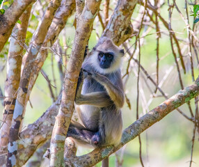 Grey langur