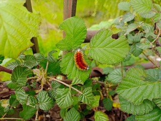 caterpillar in the garden