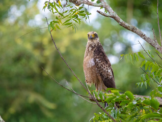 Juvenile serpent eagle