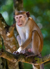 Bonnet macaque