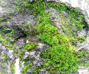 moss on the stone wall