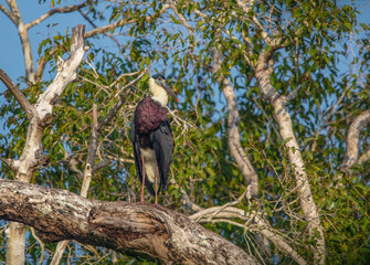 Wolly necked stork