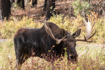 Fototapeta na wymiar shiras moose walking in a refuge