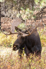 washington bull moose showing off antlers