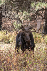 Shiras bull moose standing