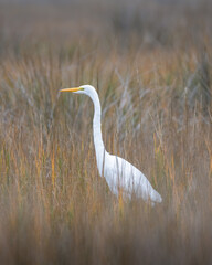 Great Egret Needlerush Hunt