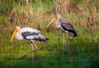 Painted stork