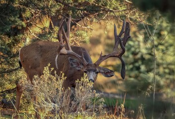 Buck Norris mule deer of Bend Oregon