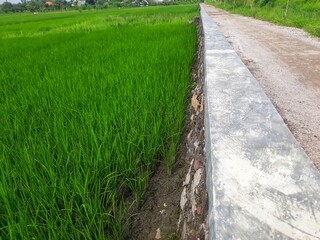 Young paddy rice plants field. Seed paddy rice agricultural