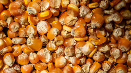 heap of corn kernels as background