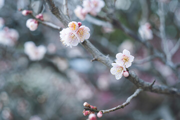 快晴の空と美しい梅の花の写真 福岡県の観光名所太宰府天満宮の梅林