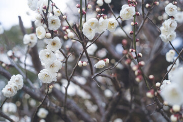 快晴の空と美しい梅の花の写真 福岡県の観光名所太宰府天満宮の梅林
