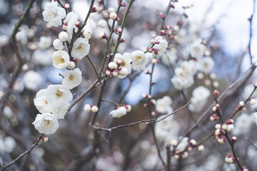 快晴の空と美しい梅の花の写真 福岡県の観光名所太宰府天満宮の梅林