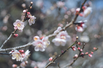 快晴の空と美しい梅の花の写真 福岡県の観光名所太宰府天満宮の梅林