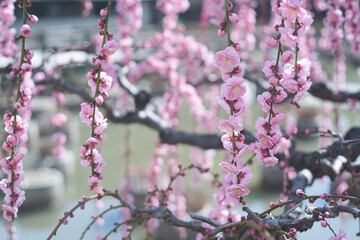 快晴の空と枝垂れ梅の花の写真 福岡県の観光名所太宰府天満宮の梅林
