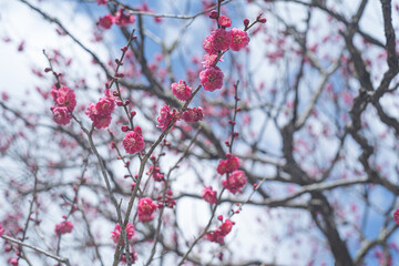 快晴の空と枝垂れ梅の花の写真 福岡県の観光名所太宰府天満宮の梅林