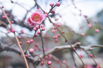 快晴の空と枝垂れ梅の花の写真 福岡県の観光名所太宰府天満宮の梅林