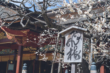 快晴の空と枝垂れ梅の花の写真 福岡県の観光名所太宰府天満宮の飛梅