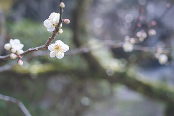 快晴の空と美しい梅の花の写真 福岡県の観光名所太宰府天満宮の梅林